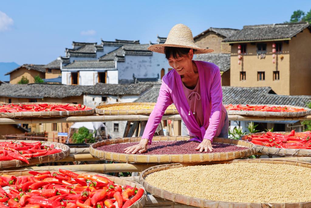 安徽歙縣：土樓曬秋