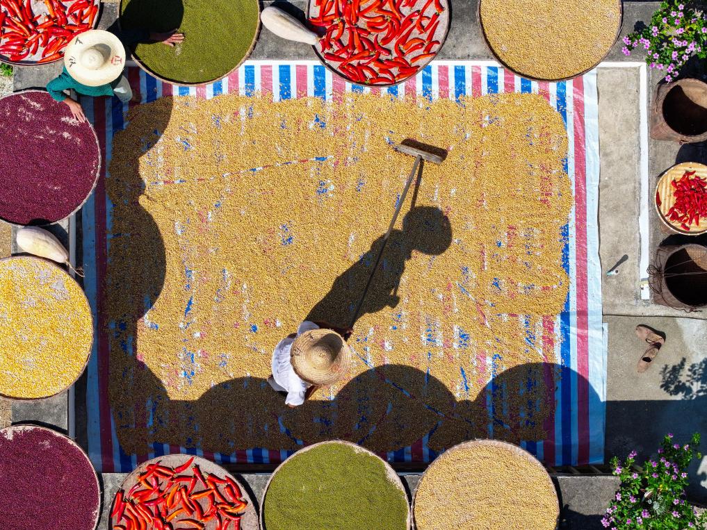 安徽歙縣：土樓曬秋