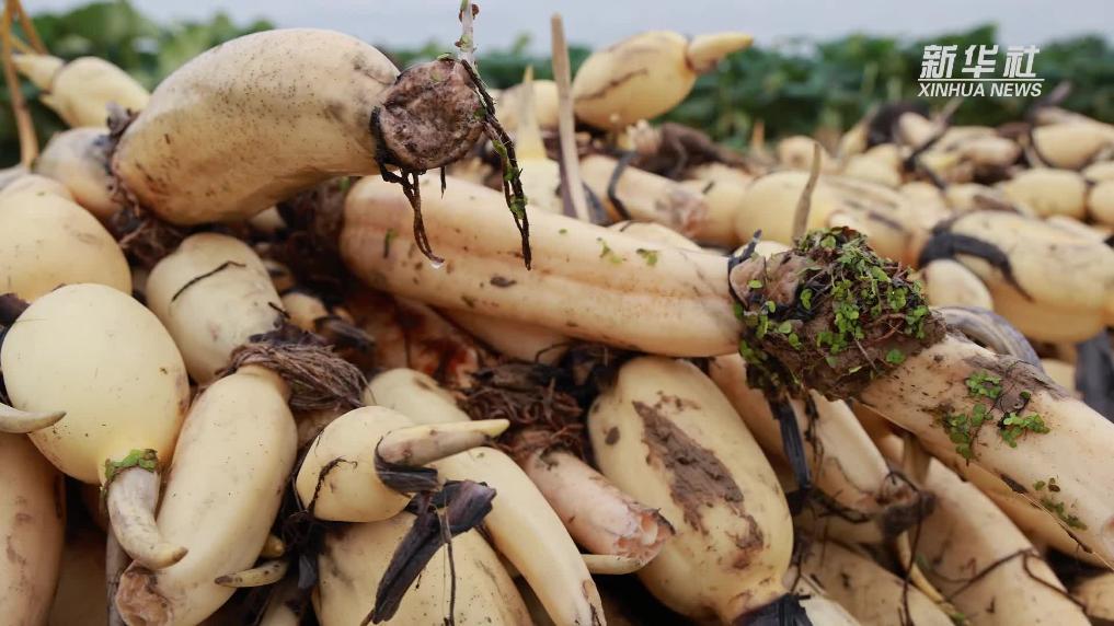 江蘇淮陰：“藕”遇小龍蝦 千畝荷塘“長”出千萬產值