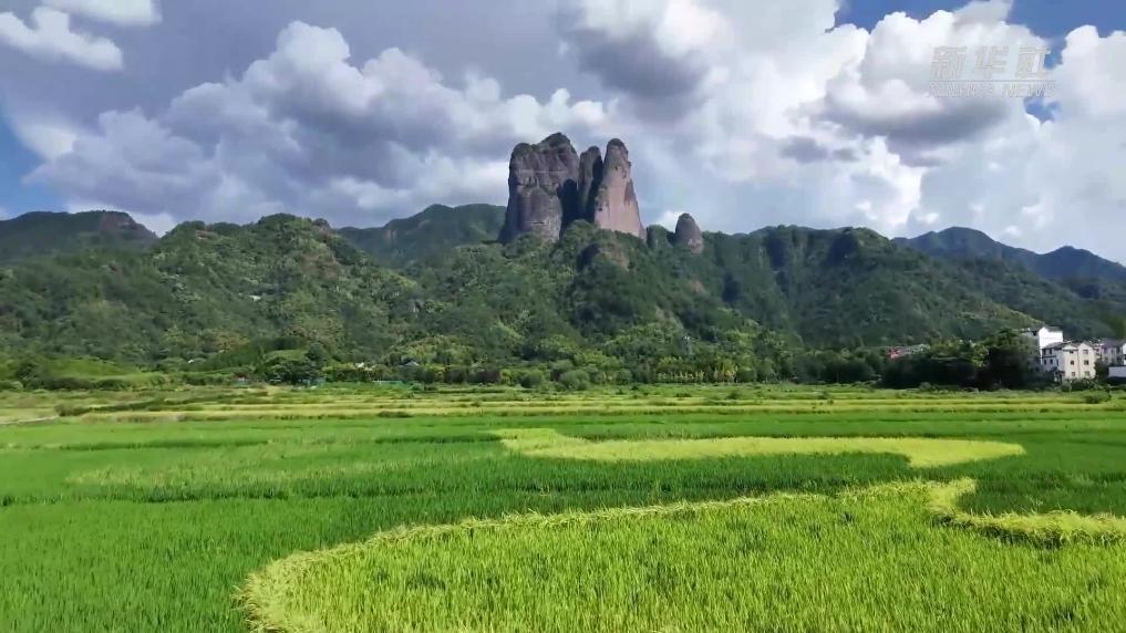 浙江江郎山彩色稻田畫進入觀賞期